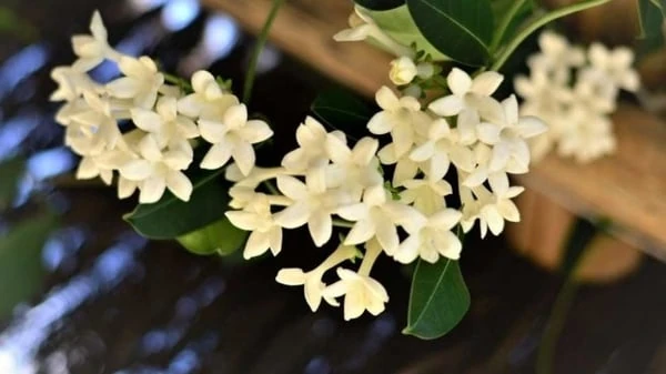 jazmines enredaderas
