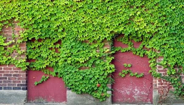 enredadera sin flores