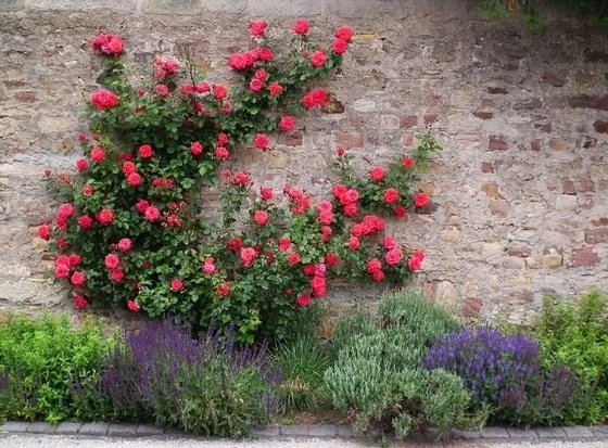 enredadera con flores