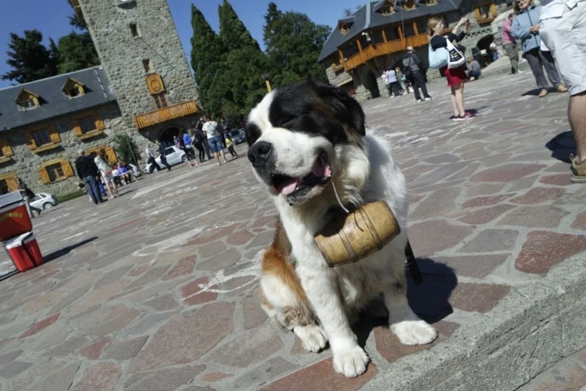 perro san bernardo
