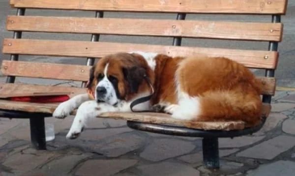 perro san bernardo