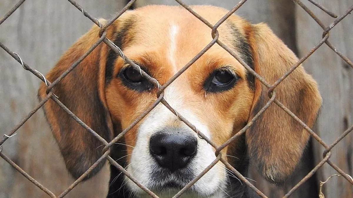 protección animal