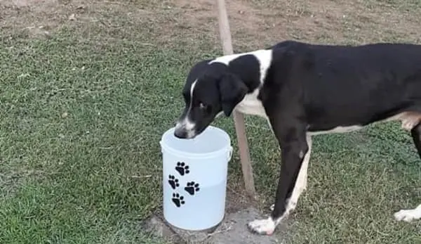 bebedero para perros