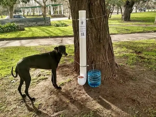 comedero y bebedero perros