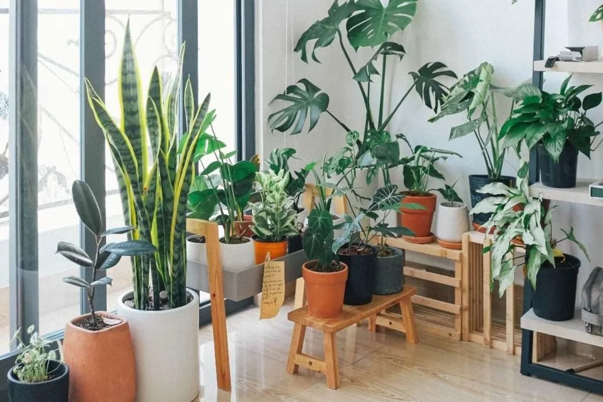plantas que purifican el hogar