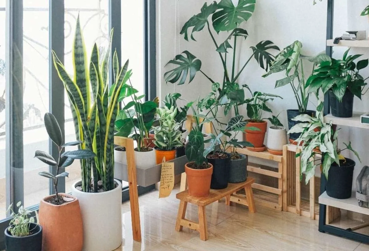Colección de plantas de interior saludables como una Monstera y una Sansevieria, que muestran el resultado de una fertilización adecuada.