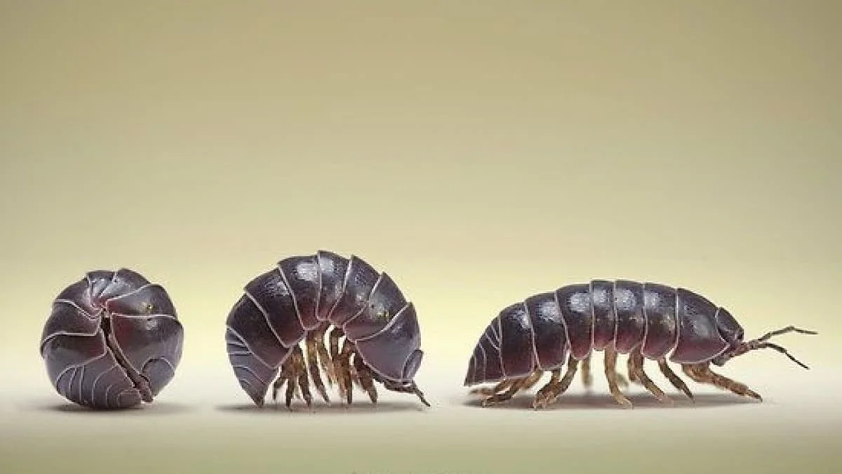 bichos bolitas