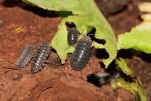 bichitos bolitos 