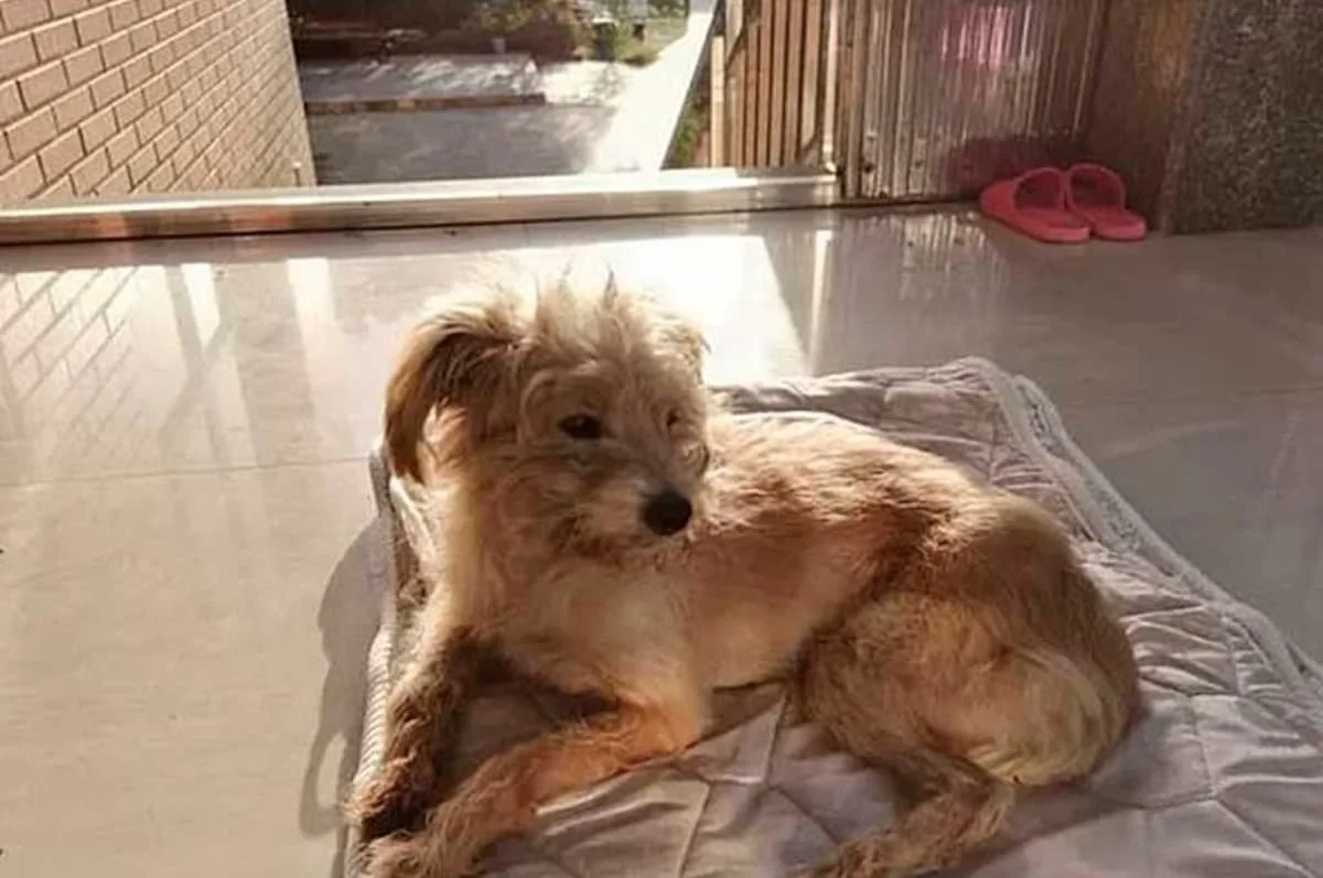 perro camino 26 dias para volver a casa