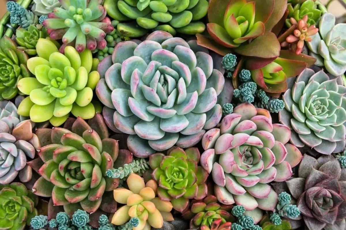 Plantas suculentas: cuidados para que crezcan divinas