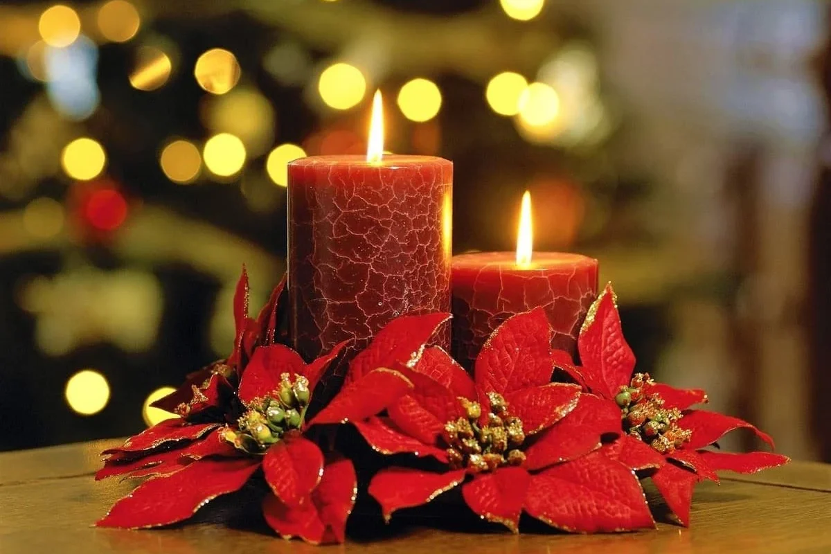 flor de nochebuena mexico