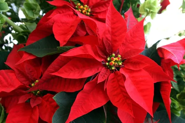 flor de nochebuena mexico