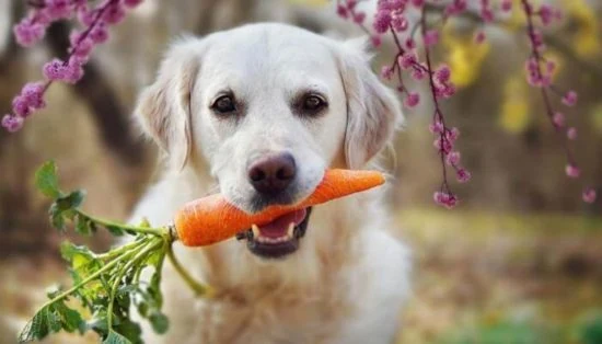 los perros pueden comer zanahoria