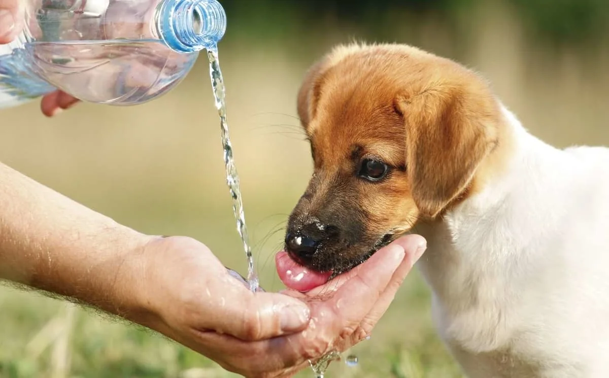 mascotas golpe de calor