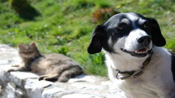 Cómo evitar que tu mascota tenga un golpe de calor