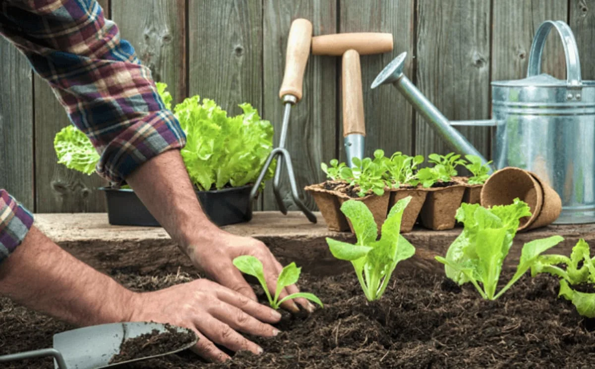 Huerta en casa con plantas verdes en un cajón de cultivo y texto que indica cómo y por qué crear una huerta en casa.