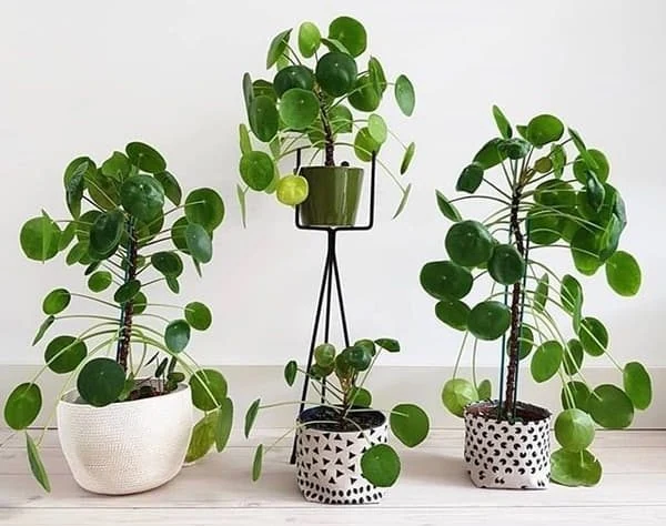 Planta Pilea Peperomioides