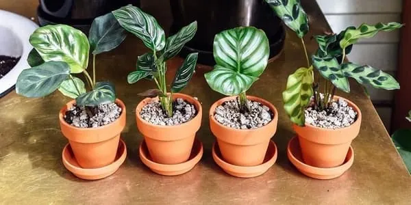 Planta Calathea 