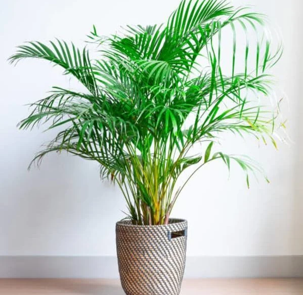 planta areca