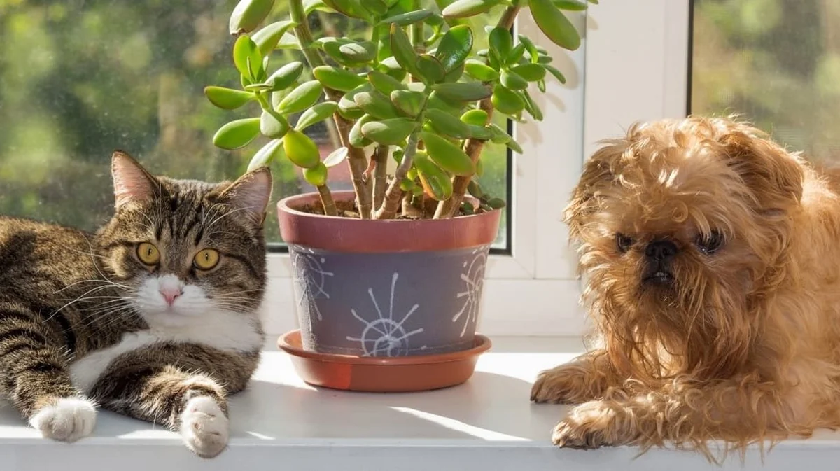 5 plantas buenas para mascotas