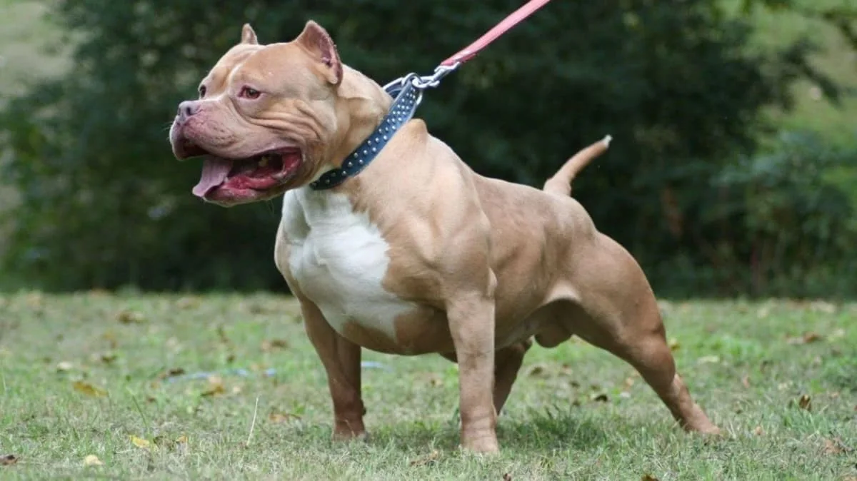 17 razas de perros peligrosos
