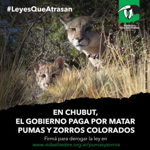 caza de animales