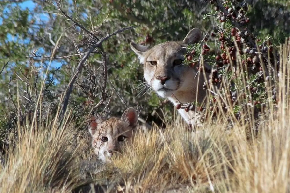 caza animales vida silvestre