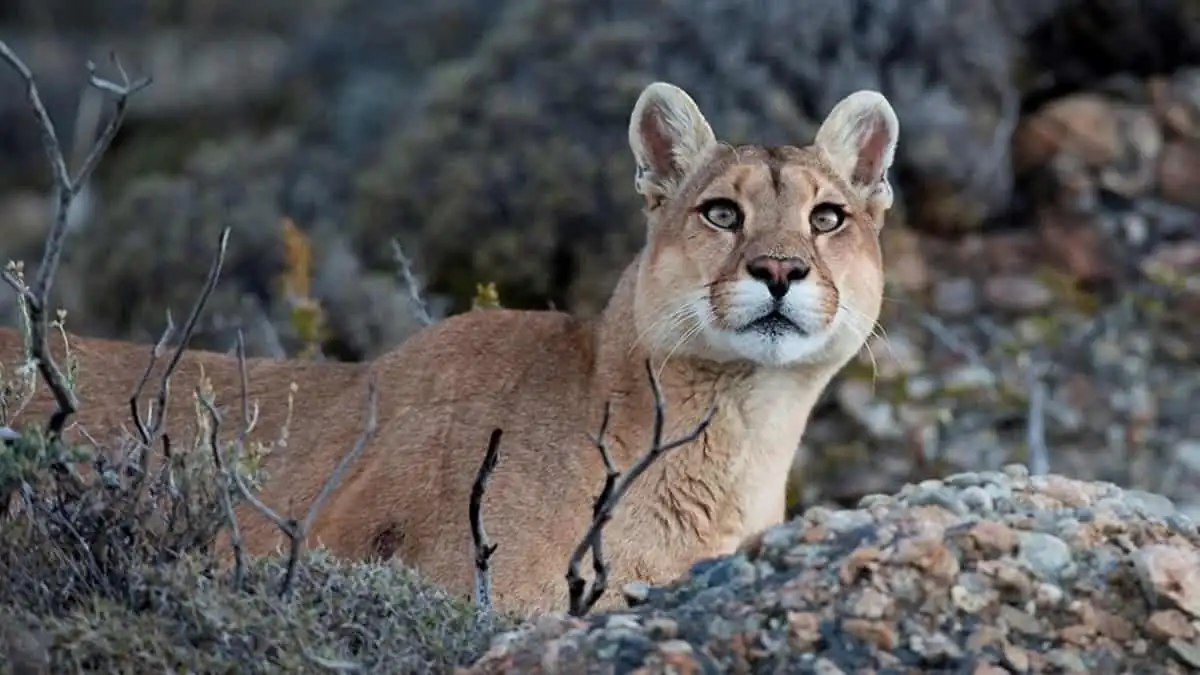 puma objetivo turristico