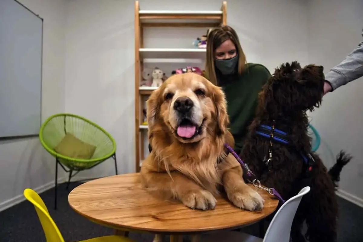 Perros de Terapia para Asistencia Judicial