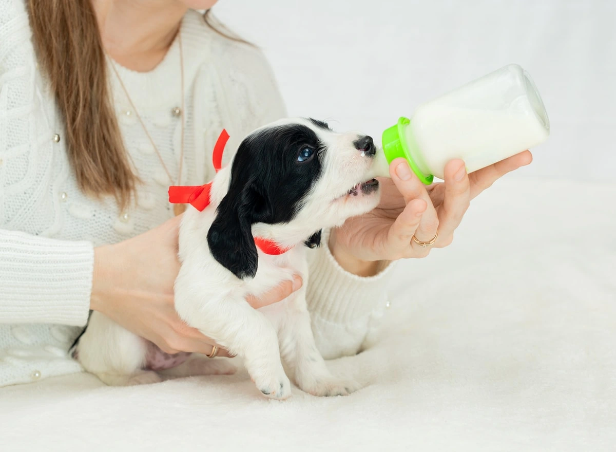 alimento para cachorros