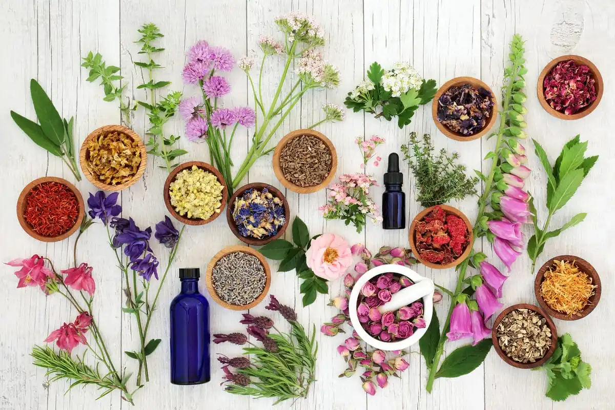 hierbas medicinales