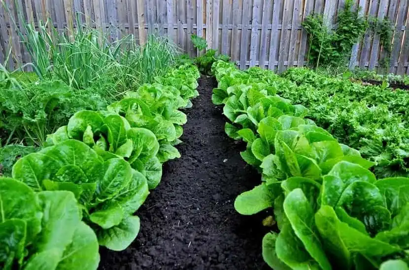 huerta