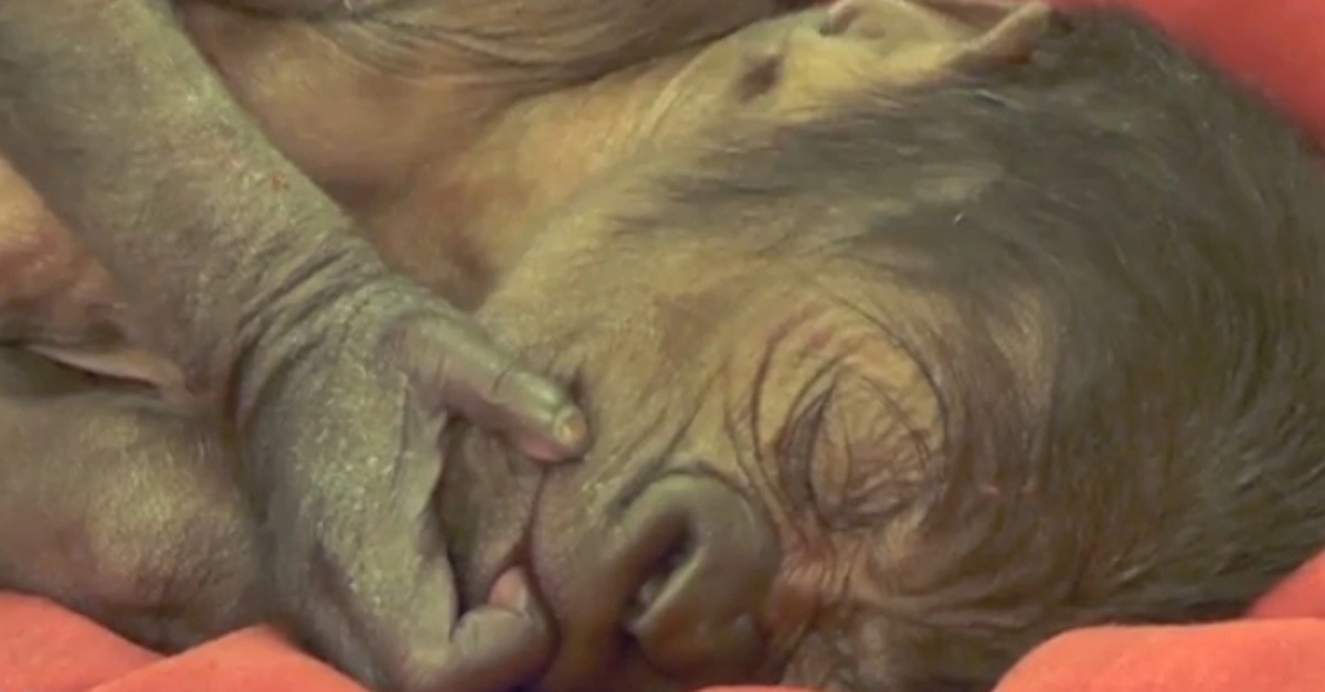 Cría de primate durmiendo sobre una manta roja con la mano junto a la boca