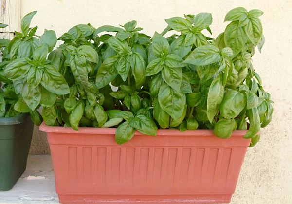 5 plantas comestibles 