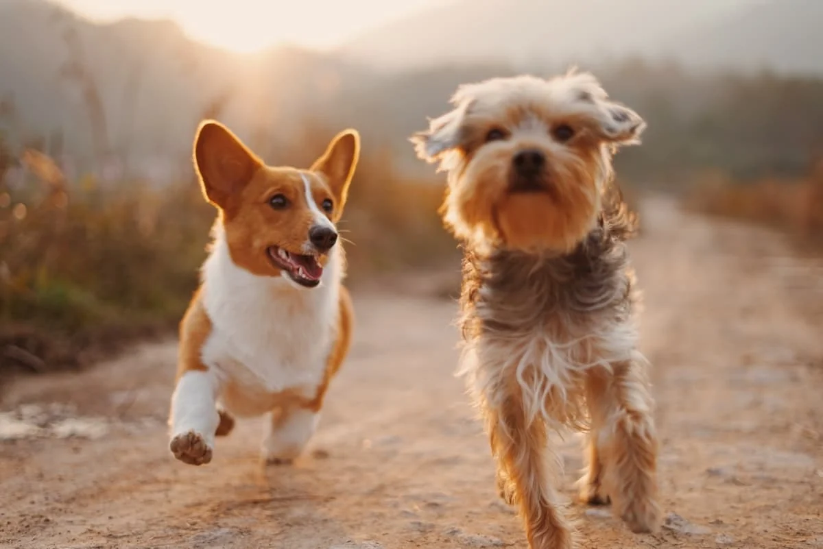 cómo cortarle las uñas a un perro que no se deja
