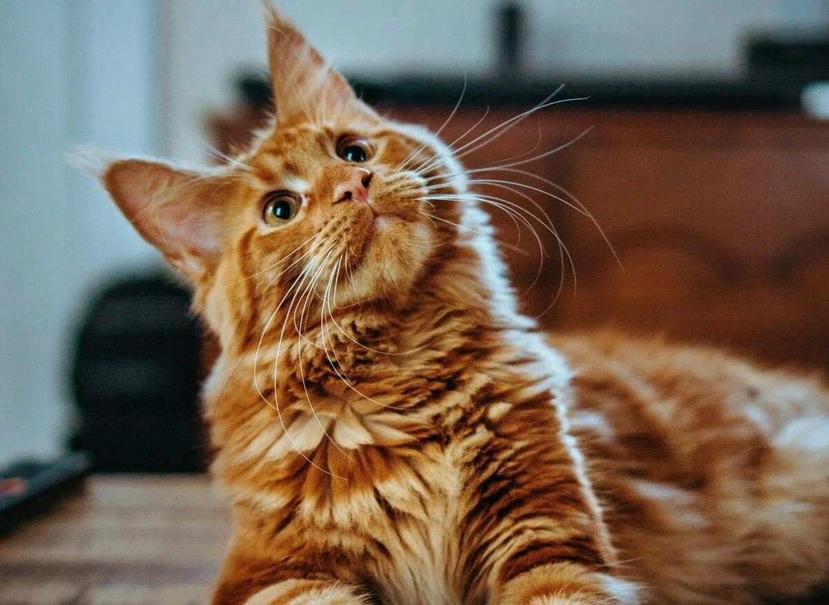 como se orientan los gatos