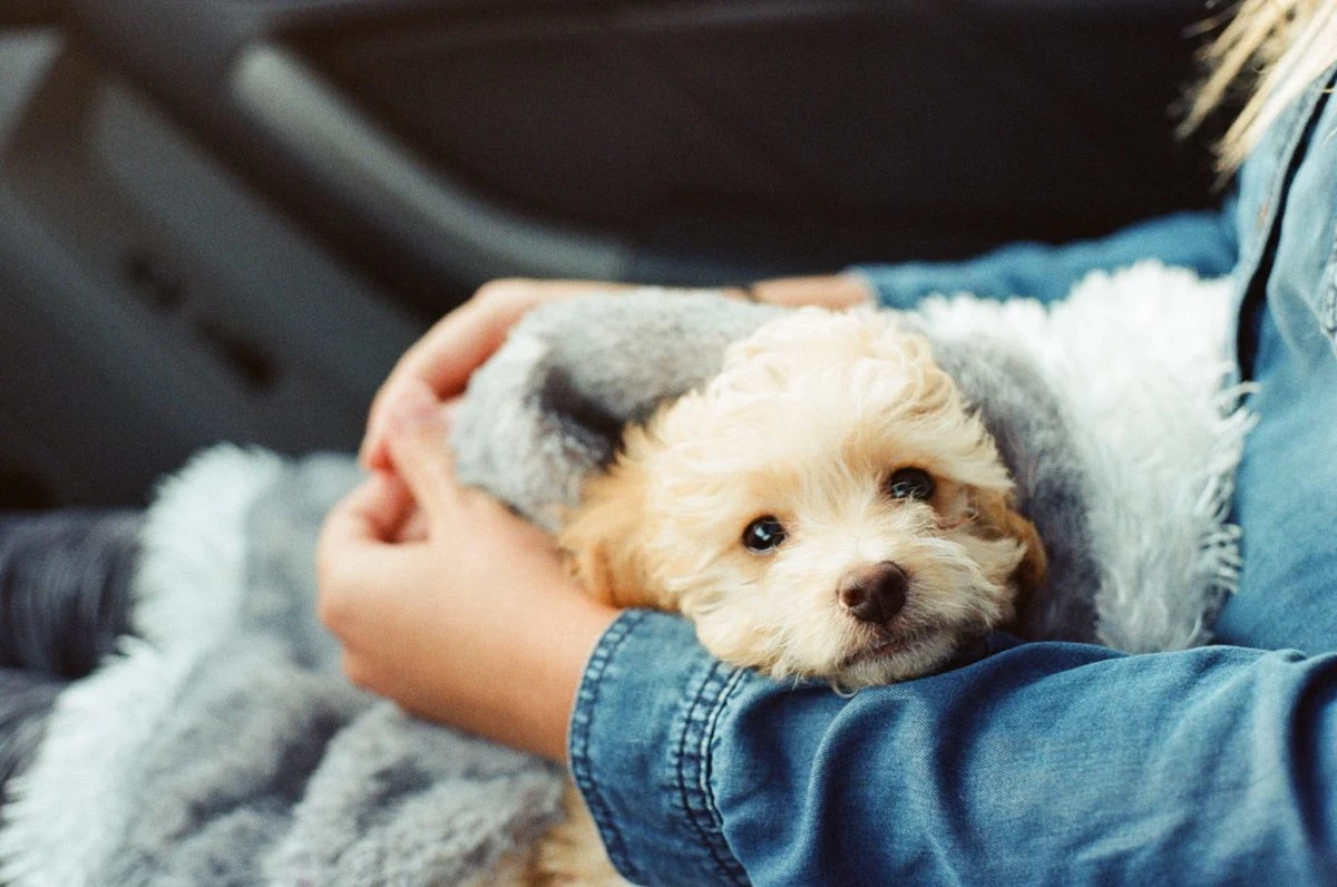 los perros tienen frio