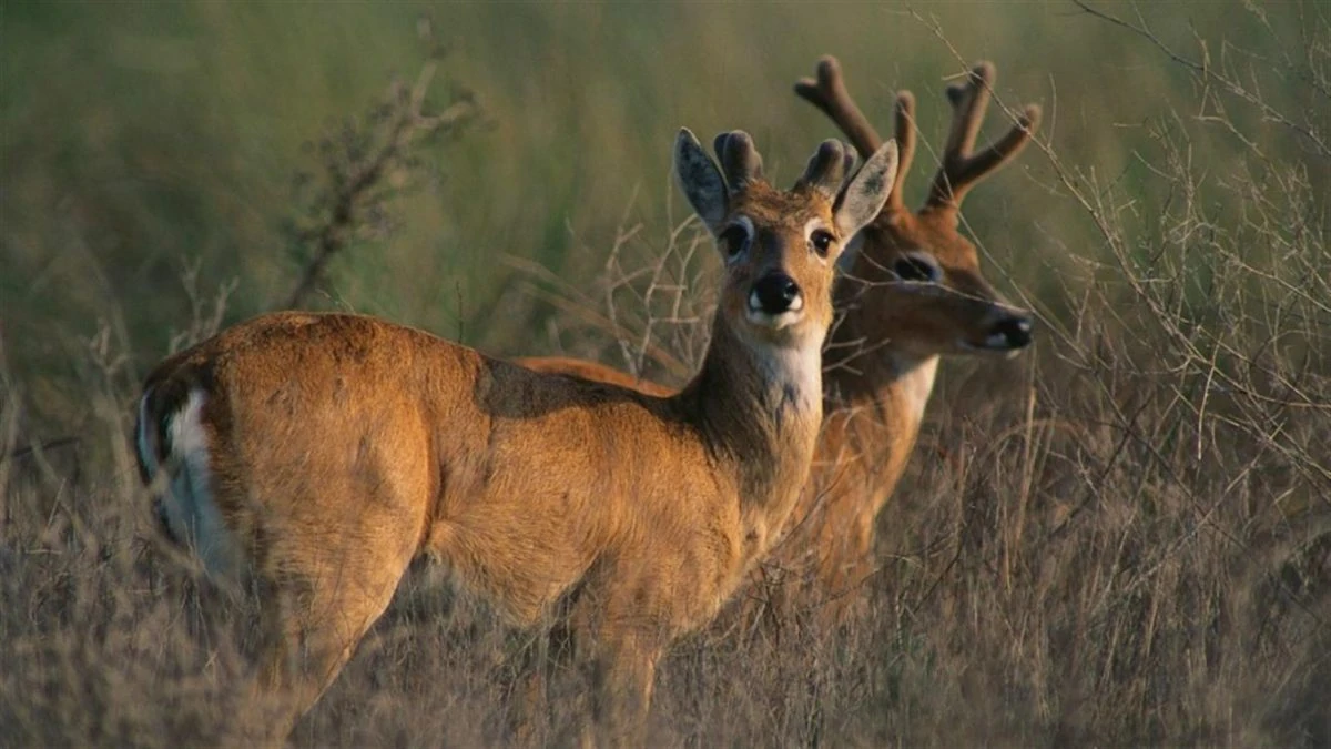 animales en peligro de extincion