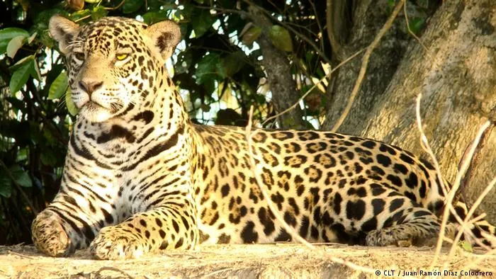 animales