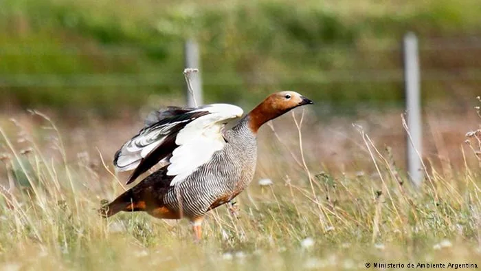 animales peligro de extincion