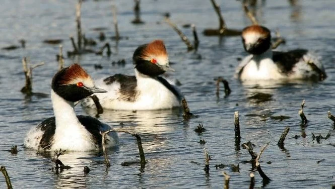animales peligro de extinsion
