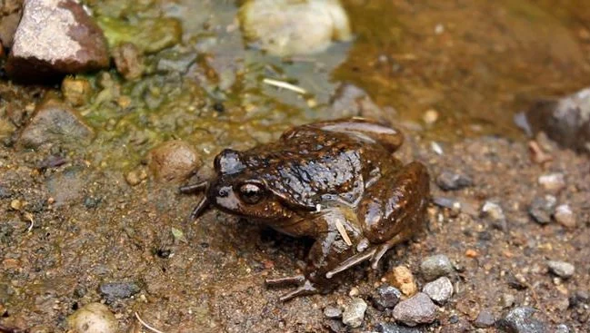 animales en peligro de extincion
