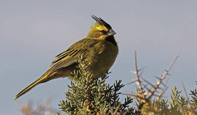 cardenal amarillo