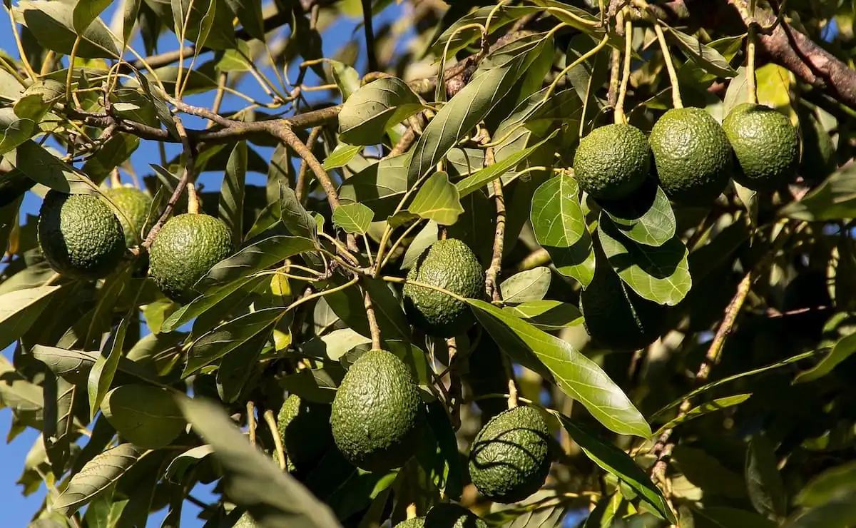 planta de avocado
