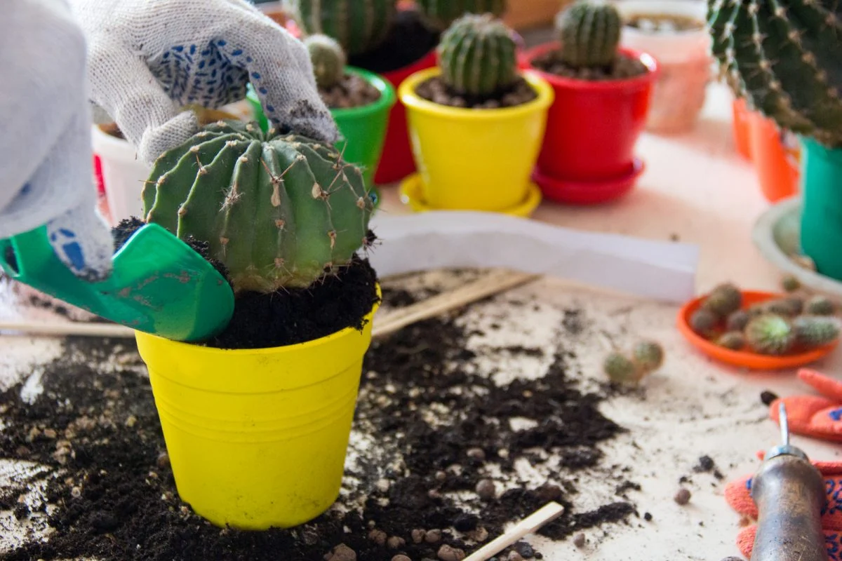 como reproducir cactus