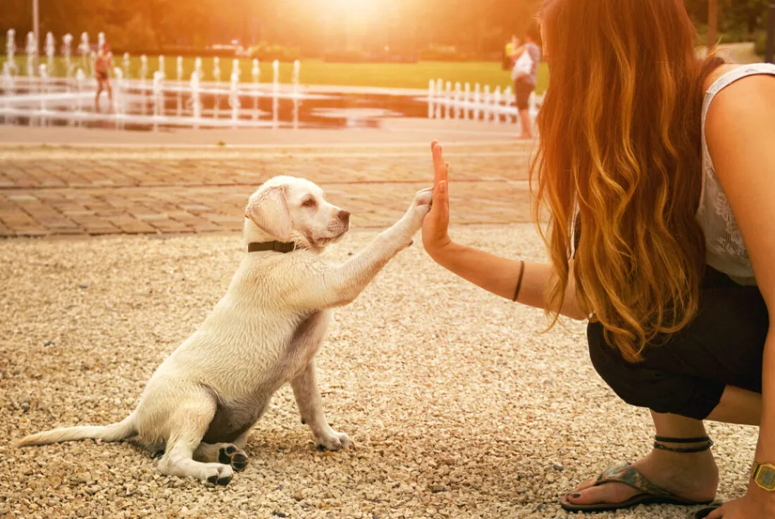Persona jugando con un cachorro y mostrando cómo el vínculo con las mascotas activa circuitos cerebrales de bienestar.