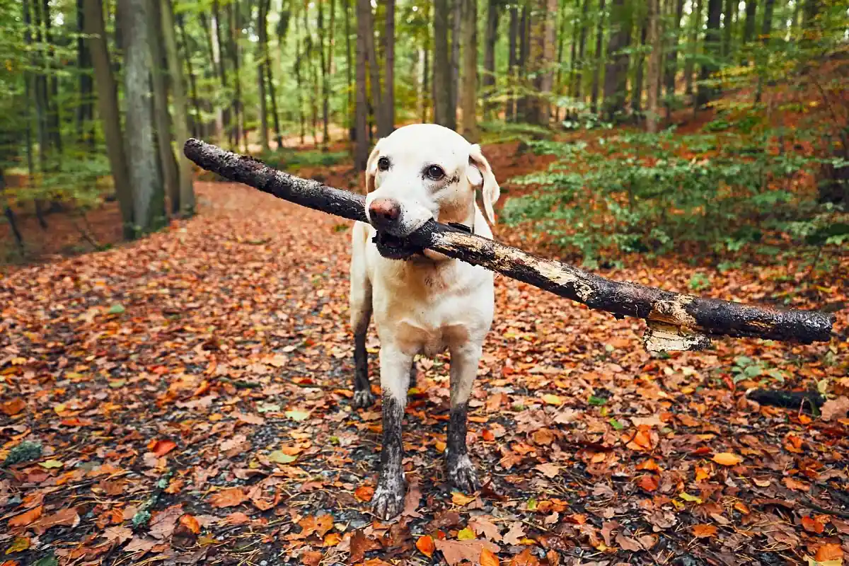 perros inteligentes 