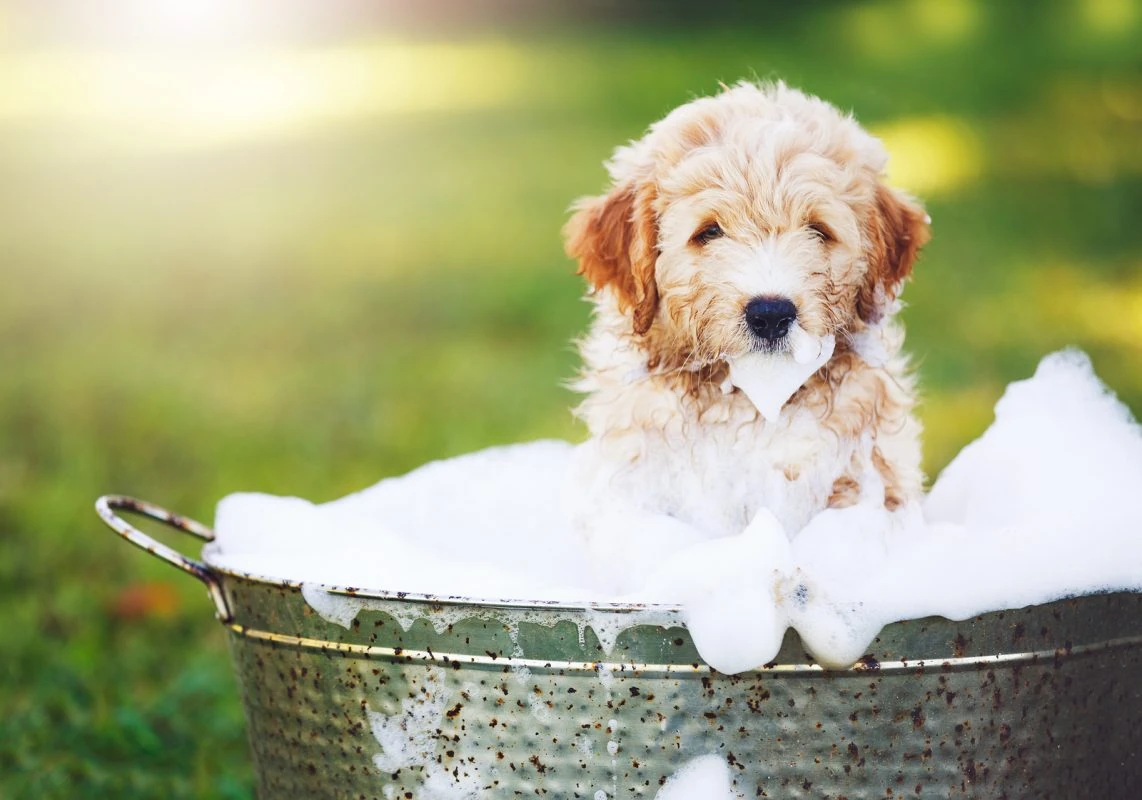 por qué tiemblan los perros