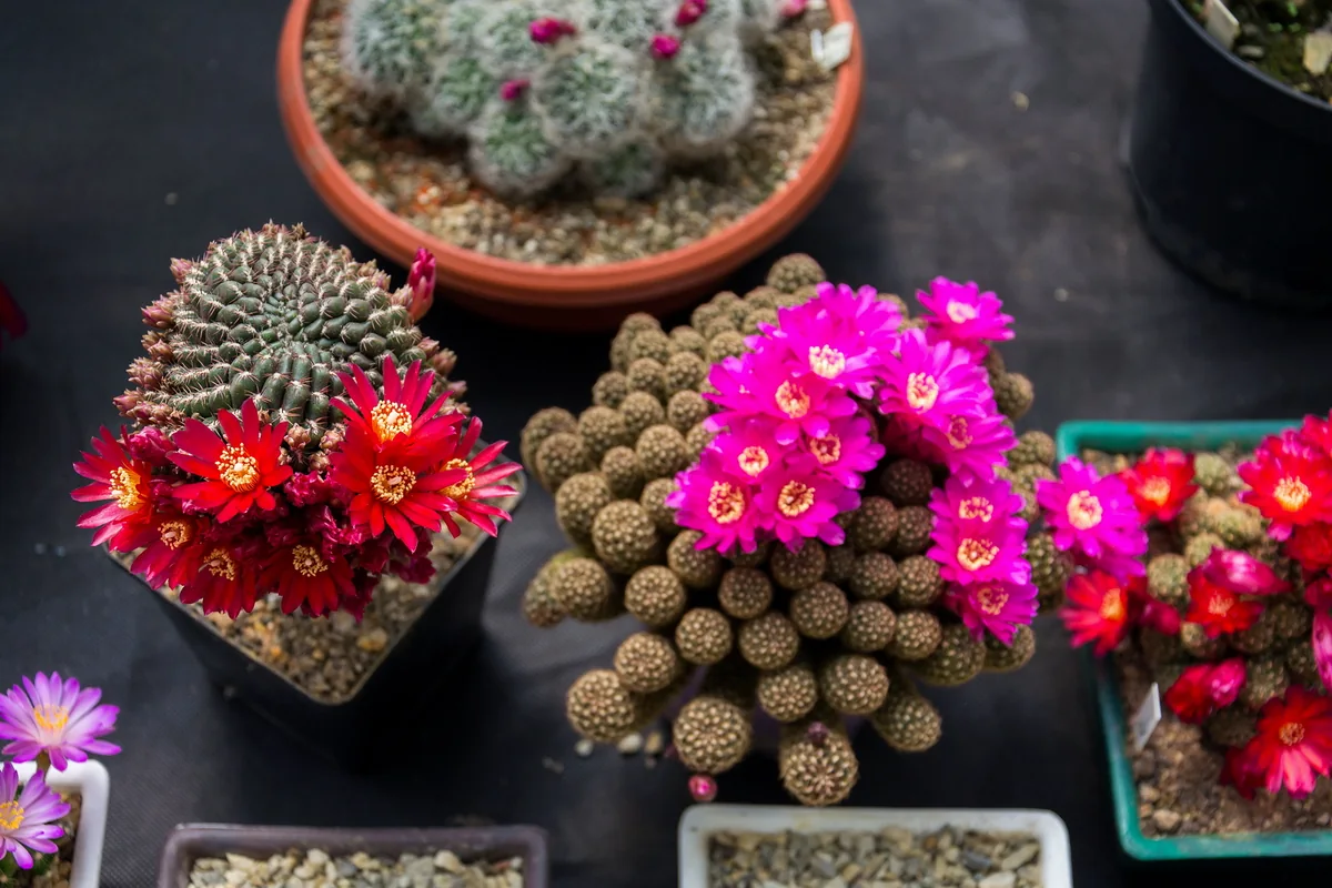 como cuidar un cactus