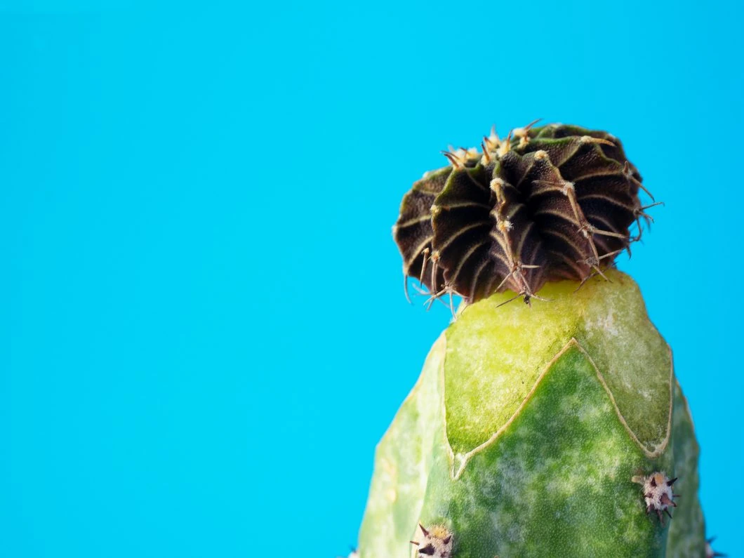 esquejes de cactus